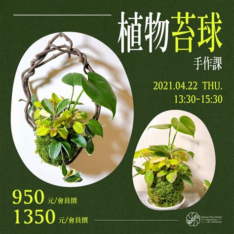 苔蘚澆水|【苔球製作】苔球DIY、澆水頻率、換盆方式... 苔球照。